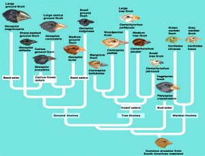 Finch evolution (from http://rst.gsfc.nasa.gov/Sect20/A12d.html) Finch evolution (from http://rst.gsfc.nasa.gov/Sect20/A12d.html)